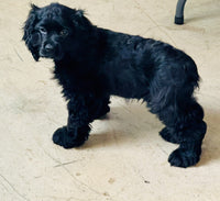 Cocker Spaniel