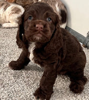 Cocker Spaniel