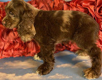 Cocker Spaniel