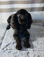 Cocker Spaniel