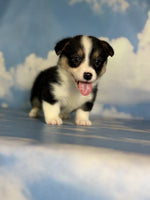 Corgi 
