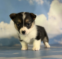 Corgi 