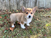 Corgi