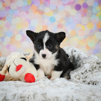 Corgi