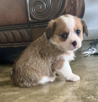 Corgi Cavalier Mix