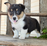 Corgi Aussie Mix