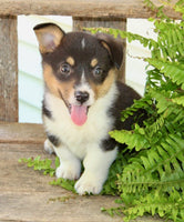 Corgi Aussie Mix