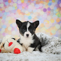 Corgi