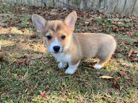 Corgi