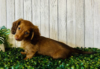 Mini Dachshund