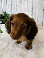 Mini Dachshund