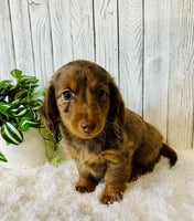 Mini Dachshund