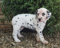 Dalmatian