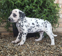 Dalmatian