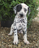 Dalmatian