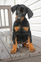 Doberman Pinscher