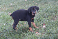 Doberman Pinscher