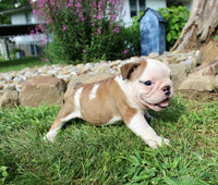 English Bulldog