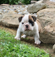 English Bulldog