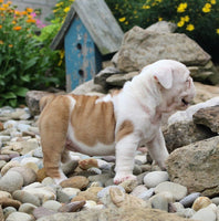 English Bulldog