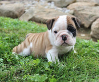 English Bulldog