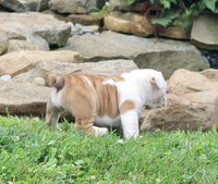 English Bulldog