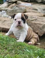 English Bulldog