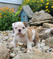 English Bulldog
