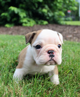 English Bulldog