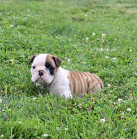 English Bulldog