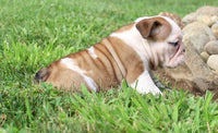 English Bulldog