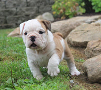 English Bulldog