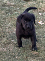 Labrador Retriever 