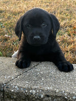 Labrador Retriever