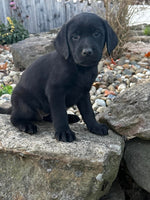 Labrador Retriever