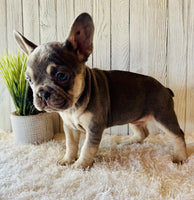 French Bulldog