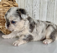 Fluffy French Bulldog