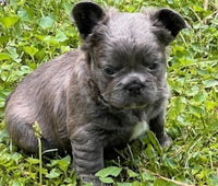 Fluffy French Bulldog