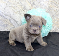 Fluffy French Bulldog