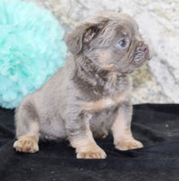 Fluffy French Bulldog