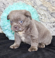 Fluffy French Bulldog
