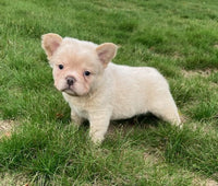 Fluffy French Bulldog