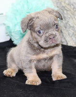 Fluffy French Bulldog