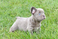 Fluffy French Bulldog