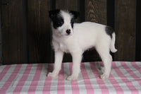 Fox Terrier Mix