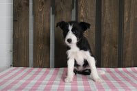 Fox Terrier Mix