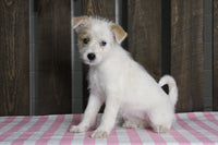 Fox Terrier Mix