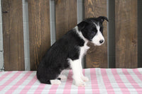 Fox Terrier Mix