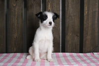 Fox Terrier Mix