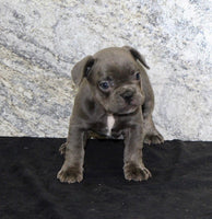 French Bulldog